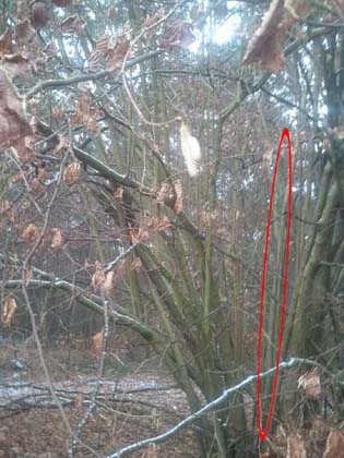 Bild